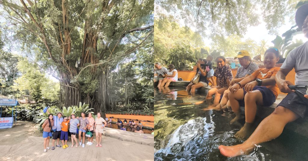 Old Balete Tree and Fish Spa